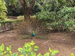 -广州长隆飞鸟乐园