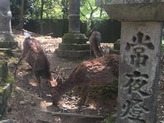 -奈良公园