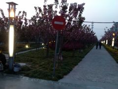 景点-高东镇樱花园