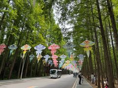 -日照海滨国家森林公园