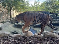 -北京野生动物园