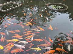 -碧江金楼