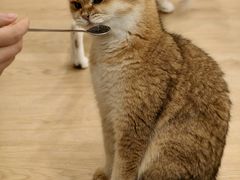 -有喵·猫咖·狗咖·30几只猫10只小狗(岗厦店)