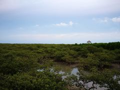 -北海金海湾红树林生态旅游区
