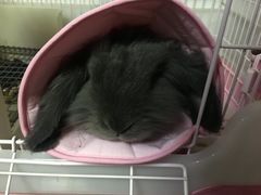 -瑞派·关忠动物医院·猫专科·犬专科(三环新城店)