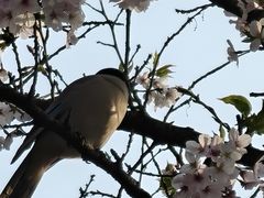 -武汉大学-樱园