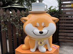 -柴犬高等学院·狗咖·柴犬售卖·宠物训练