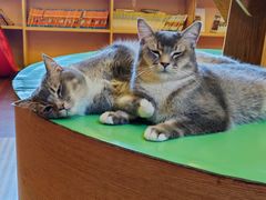 -MOCHA明星猫咖(田子坊店)