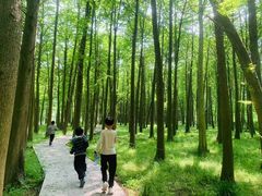 -小芝红树林