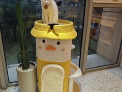 -柚子猫舍·精品猫舍购猫·猫咪认养·购宠·宠物店
