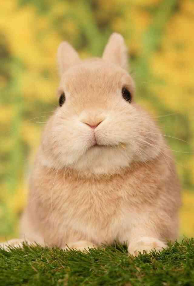 柠檬很芒甜品店-"宇治抹茶奶盖[礼花][礼花][礼花][礼.