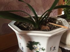 -秦美花卉(天朗·莱茵小城2期店)