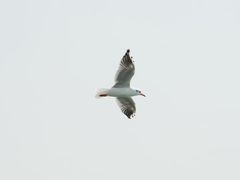 -日照世帆赛基地