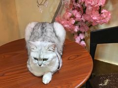 -李小姐の猫咖啡馆(五角场店)