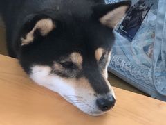 -柴の食堂·日式家庭料理·熊之肆(大学路店)
