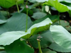 -上海市龙华烈士陵园