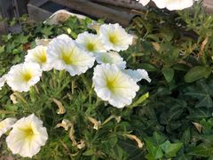 -京门活鱼馆·鱼火锅(百子湾（原红庙）店)