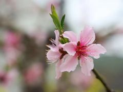 -田园东方蜜桃村的田野营地