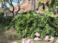 -奥兰多迪士尼动物王国乐园