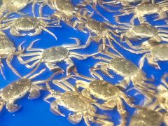 -阳澄湖大闸蟹·琼灵阁牌品牌连锁(吴中总店)