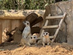 -西霞口神雕山野生动物世界