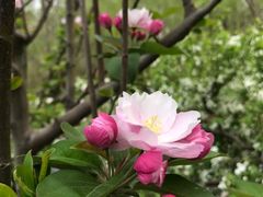-海棠花溪(元大都城垣遗址公园)