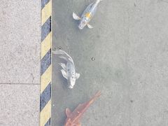 -江宁织造博物馆