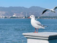 -海埂大坝