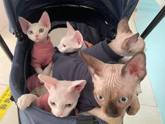 -北京观赏动物医院·24小时大型综合·猫专科·异宠专科