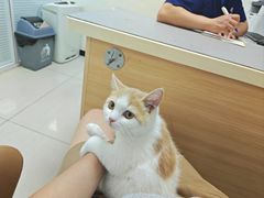 -全心全意连锁动物医院·微创中心·内科急重症·心脏专科(丰管路店)