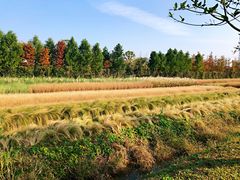 -上海长兴岛郊野公园
