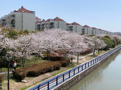 -高东镇樱花园