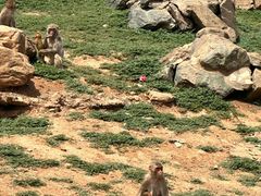 -石家庄市动物园