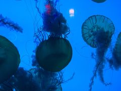 -太平洋海底世界