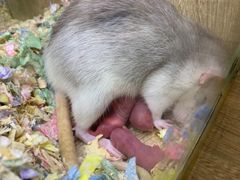 -藦茜花园宠物主题亲子互动体验馆(国顺东路店)