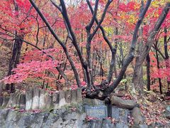 -关门山森林公园