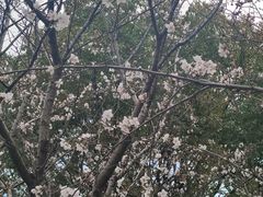 -高东镇樱花园