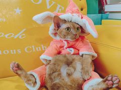 -十年猫舍·猫咪专门店(普陀店)