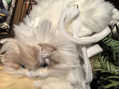 -番茄口袋(上海普陀区环球港店)