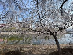 -桃花堤公园