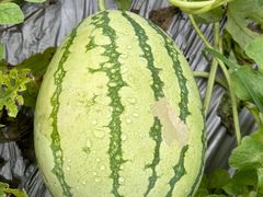 -尚果生态采摘园