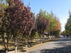 -永定河休闲森林公园