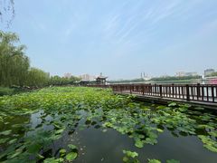 -莲花池公园