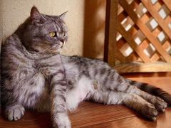 -猫友咖啡店(玉林西路店)