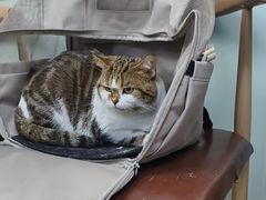 -宠福鑫动物医院(城北分院)