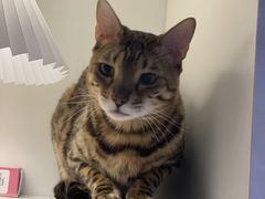 -猫大福·Fortune Cat猫舍(百子湾店)