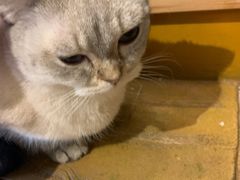 -猫猫幼稚园·撸猫·桌游·电玩