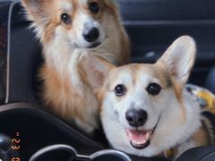 -圣宠动物医院·犬猫专科·影像中心·外科中心