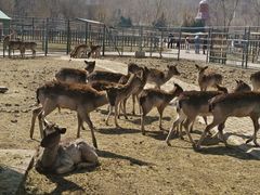 -哈尔滨北方森林动物园