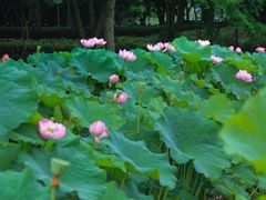 -陈家山荷花公园